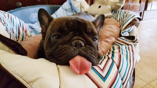 Close-up portrait of dog relaxing on bed