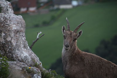 Close-up of deer