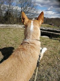 View of a dog on field