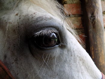 Close-up of the eye of a white horse