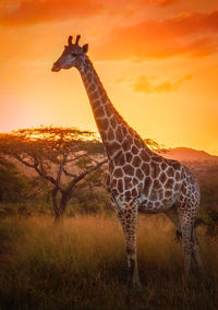Side view of giraffe against orange sky