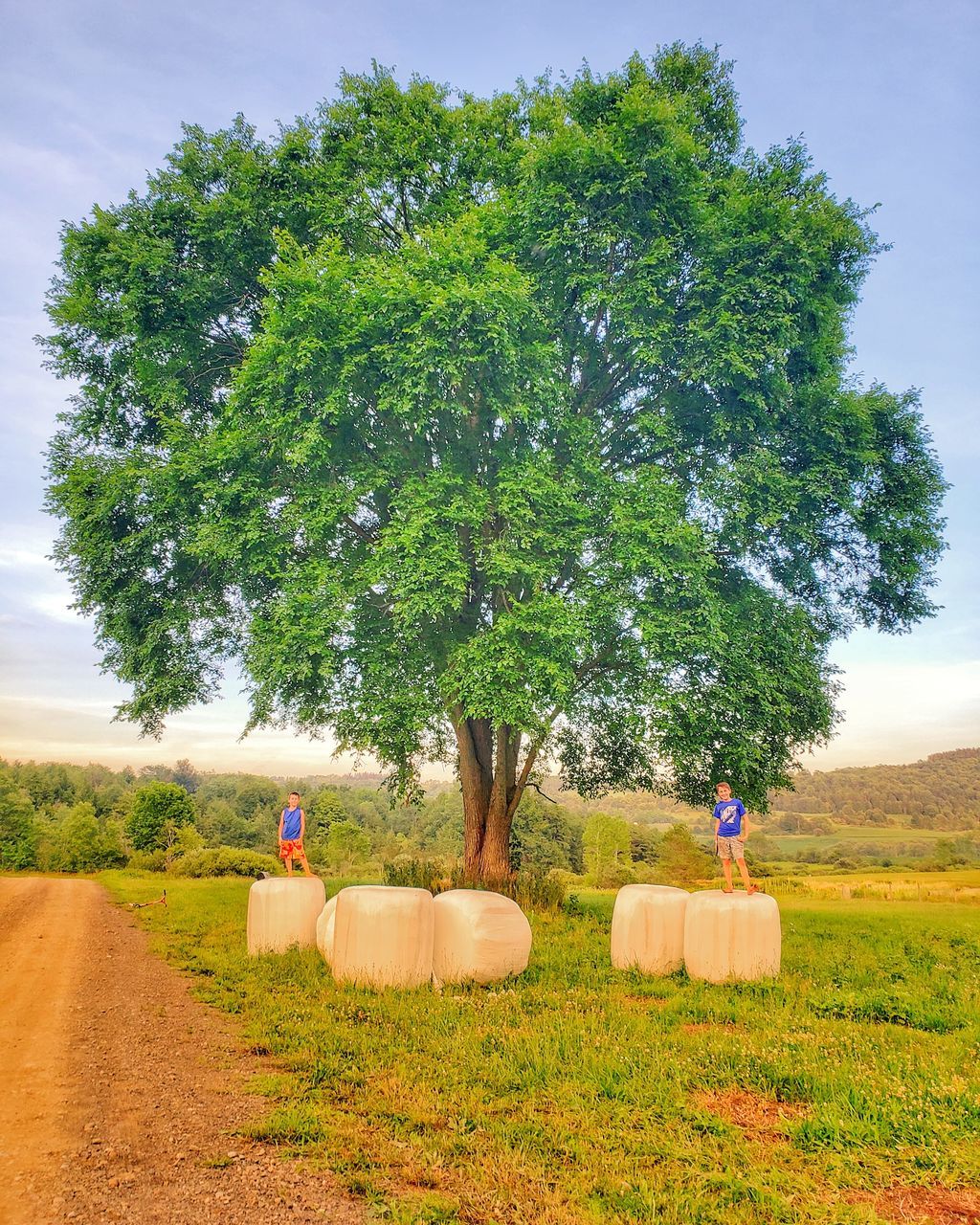 VIEW OF TREES ON FIELD