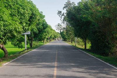 Road amidst trees