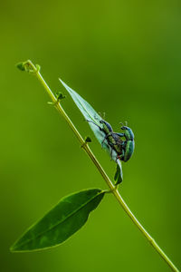 Close-up of grasshopper