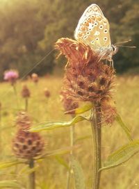 Close-up of insect on thistle