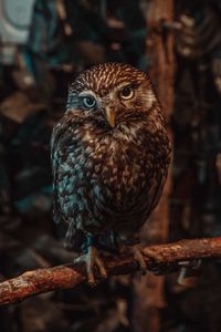 Owl looking