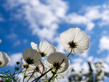 Low angle view of white flowering plants against sky