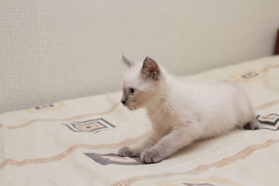 Cat resting on bed at home