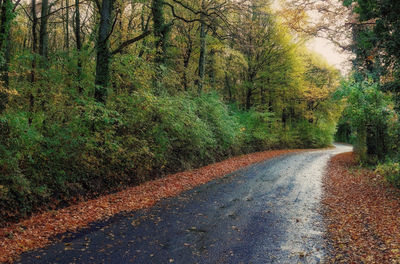 Full frame shot of road by trees