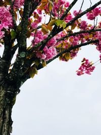 Low angle view of pink flowering tree against sky