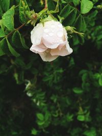 Close-up of rose