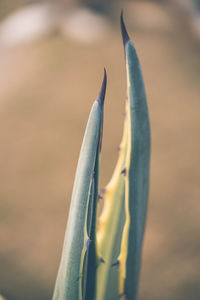 Close-up of flowering plant