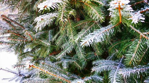 Close-up of frozen tree during winter