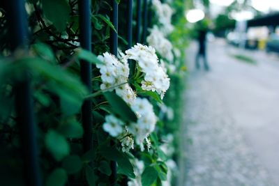 Close-up of white flowers blooming