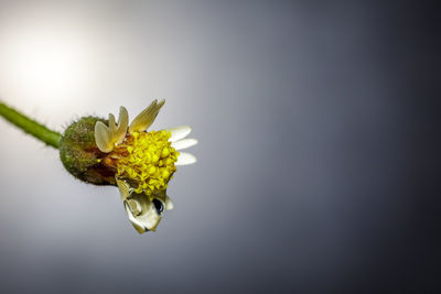 Close-up of flowering plant against white background