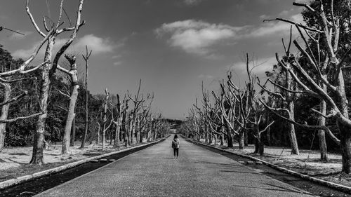 Rear view of person walking on footpath amidst bare trees