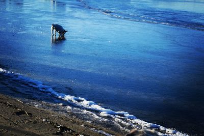 High angle view of bird on beach