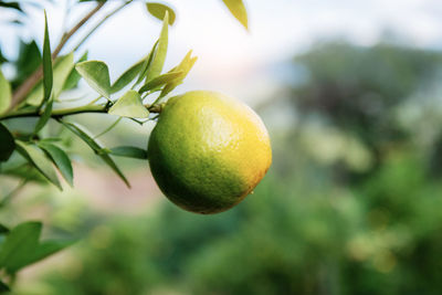 Close-up of fruit growing on tree