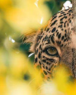Close-up portrait of a cat