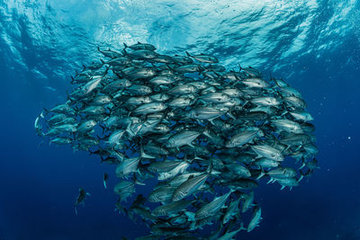 School of bigeye trevally, underwater photography