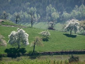 Trees on field against sky