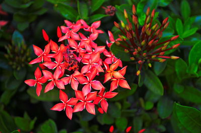 Close-up of red flowering plant