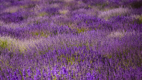 Close-up of purple flowering plants on field