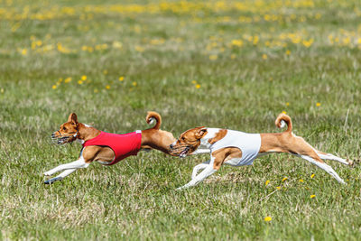 Basenji dogs in red and white shirts running and chasing lure in the field on coursing competition