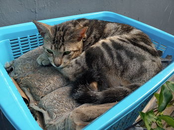 High angle view of cat sleeping