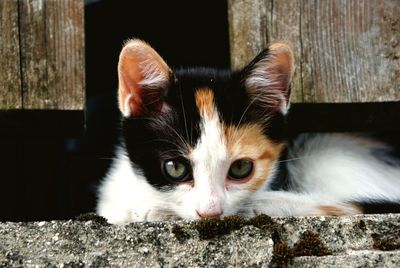 Close-up portrait of cat