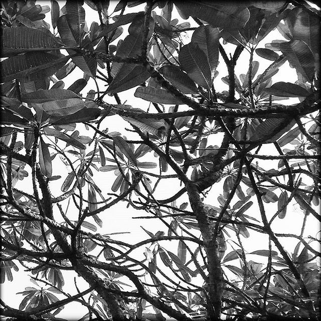 low angle view, branch, tree, full frame, backgrounds, leaf, growth, nature, day, no people, bare tree, outdoors, close-up, directly below, pattern, built structure, sunlight, sky, twig, beauty in nature