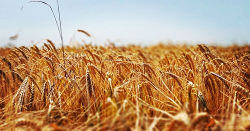 Close-up of wheat field against clear sky
