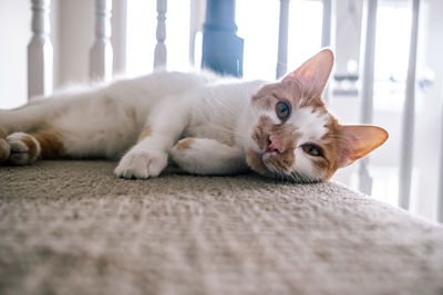 Close up of orange and white cat laying at the top of a stair case