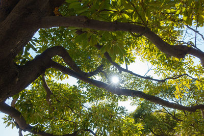 Low angle view of tree