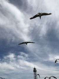 Low angle view of seagulls flying in sky