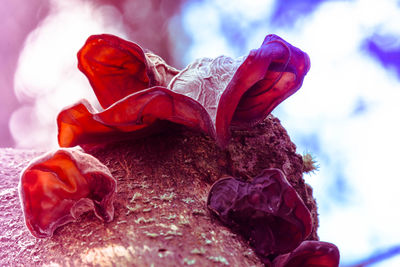 Close-up of red flower against blurred background