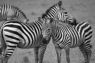 Zebra standing on grass