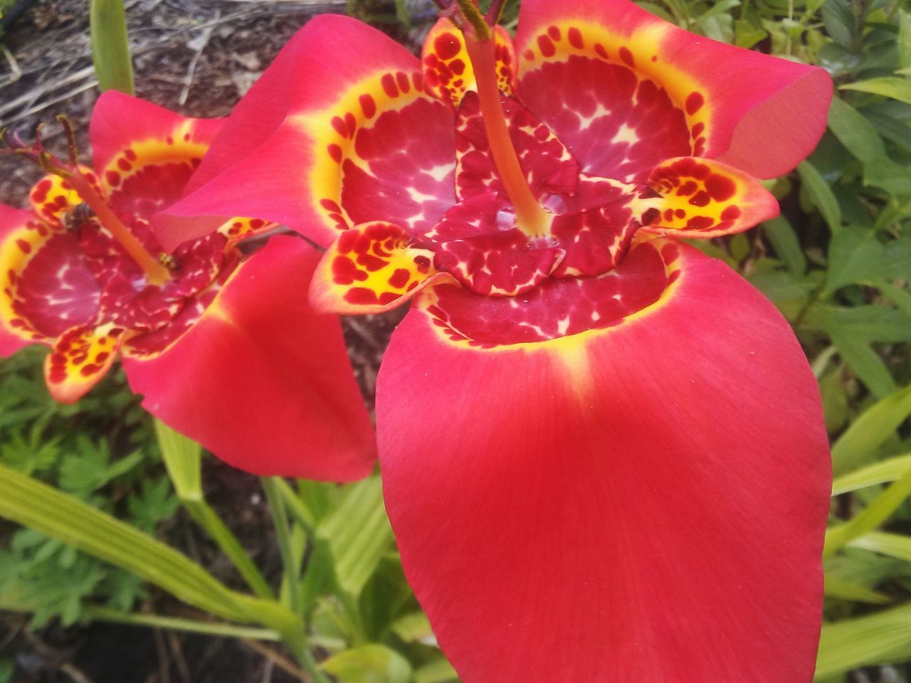 flower, petal, freshness, flower head, fragility, growth, beauty in nature, blooming, close-up, plant, nature, pollen, focus on foreground, stamen, red, in bloom, day, outdoors, no people, pink color, selective focus, blossom, botany, softness