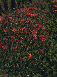 High angle view of red flowering plants on field