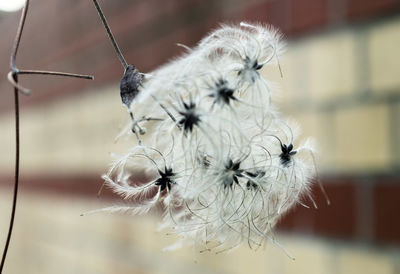 Close-up of wilted dandelion