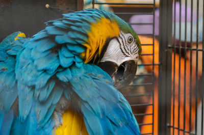 Big colorful parrot in a cage