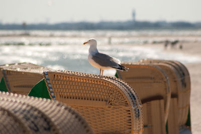 Seagull perching on railing