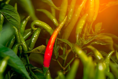 Close-up of red chili peppers on plant