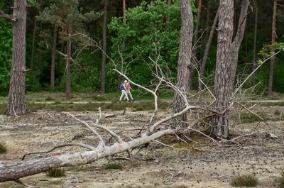 Man on tree trunk in forest