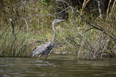 Gray heron on a lake