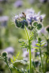 Close-up of bee pollinating on flower