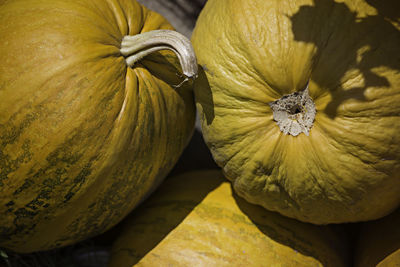 Close-up of pumpkins