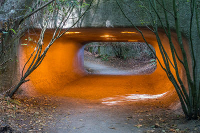 View of tunnel in forest