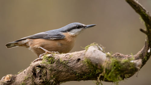 Close-up of bird perching on branch