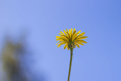 Low angle view of yellow flowering plant against clear blue sky